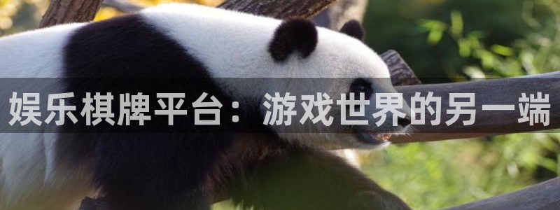 万向娱乐注册：娱乐棋牌平台：游戏世界的另一端