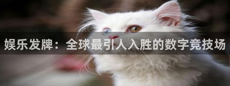 万向娱乐：娱乐发牌：全球最引人入胜的数字竞技场